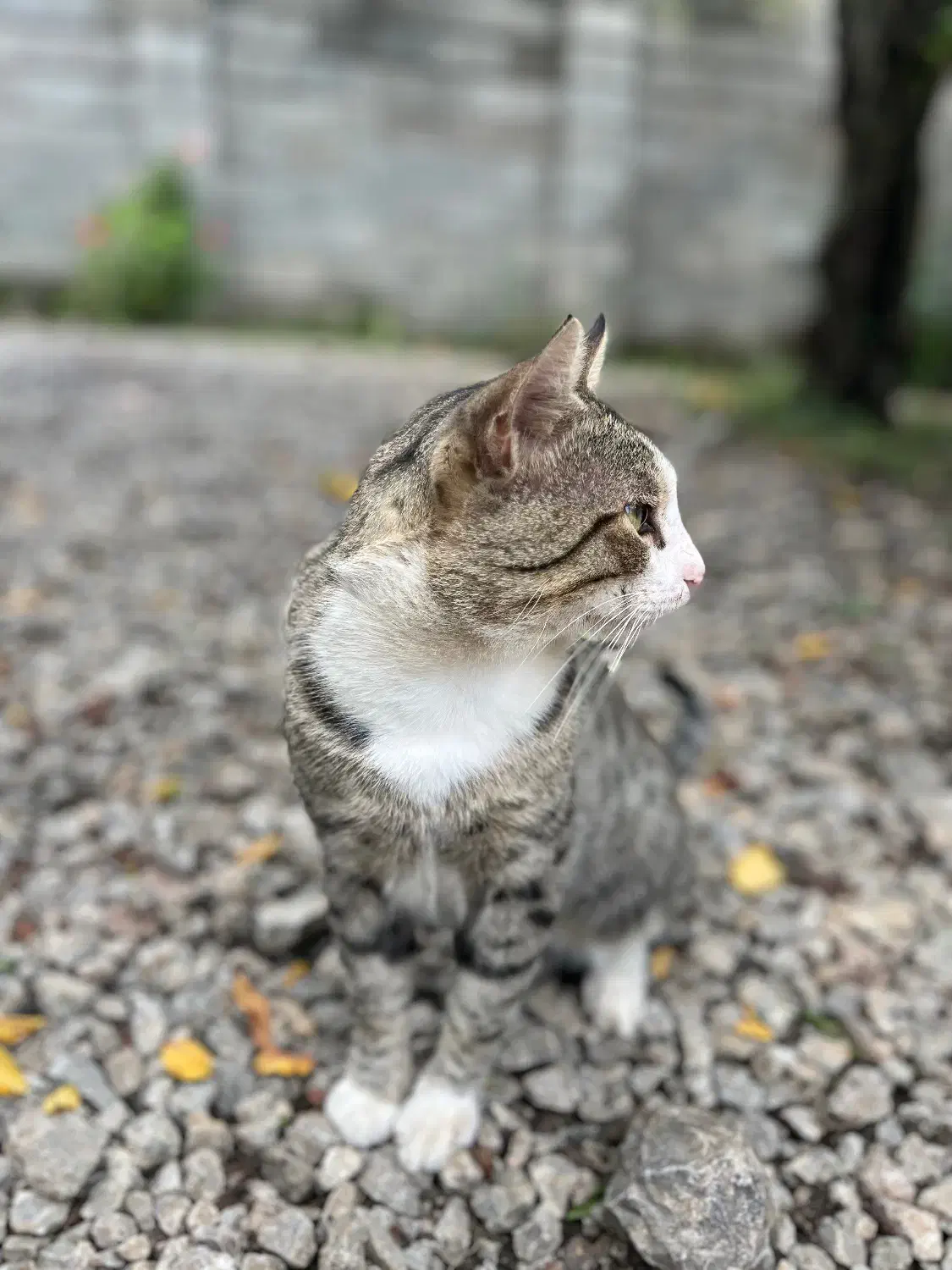 تولید کننده محتوا|خدمات رایانهای و موبایل|اهواز, کوروش|دیوار