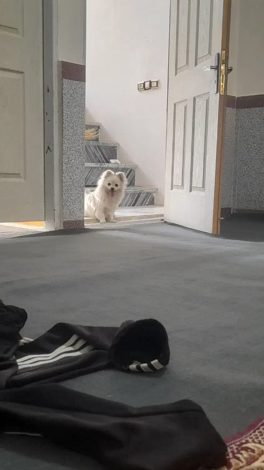 سگ پامر|سگ|کنگاور, |دیوار