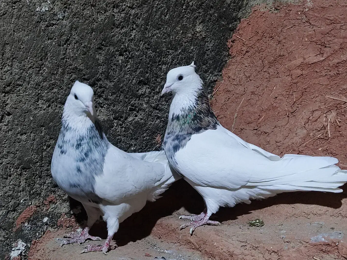 طوقی|پرنده|اقلید, |دیوار