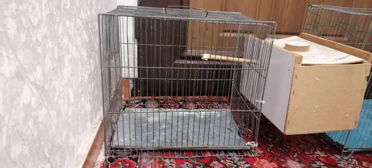 دو عددقفس عروس هلندی مرغ عشق|لوازم جانبی حیوانات|ارومیه, |دیوار