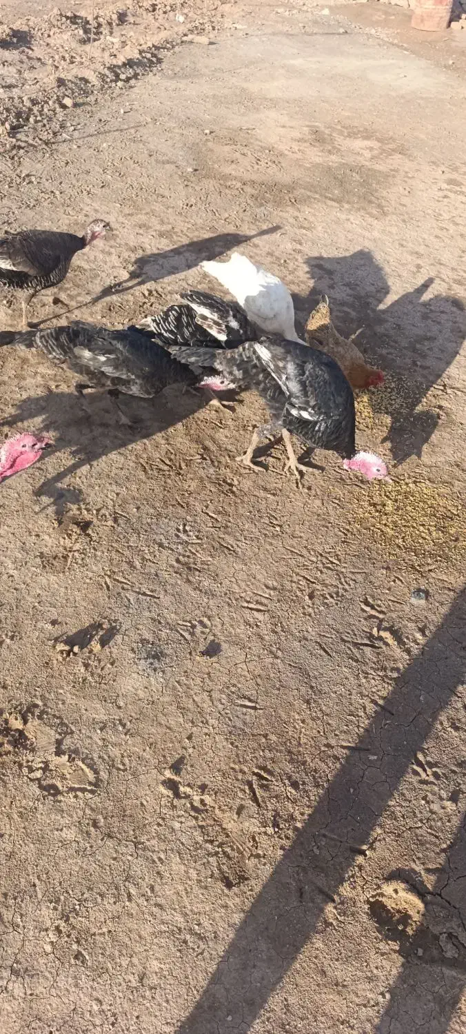 بوقلمو|حیوانات مزرعه|پلدشت, |دیوار