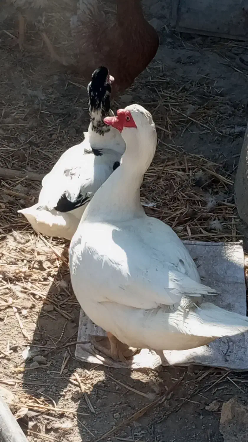 مرغابی اسرائیلی|حیوانات مزرعه|چناران, |دیوار