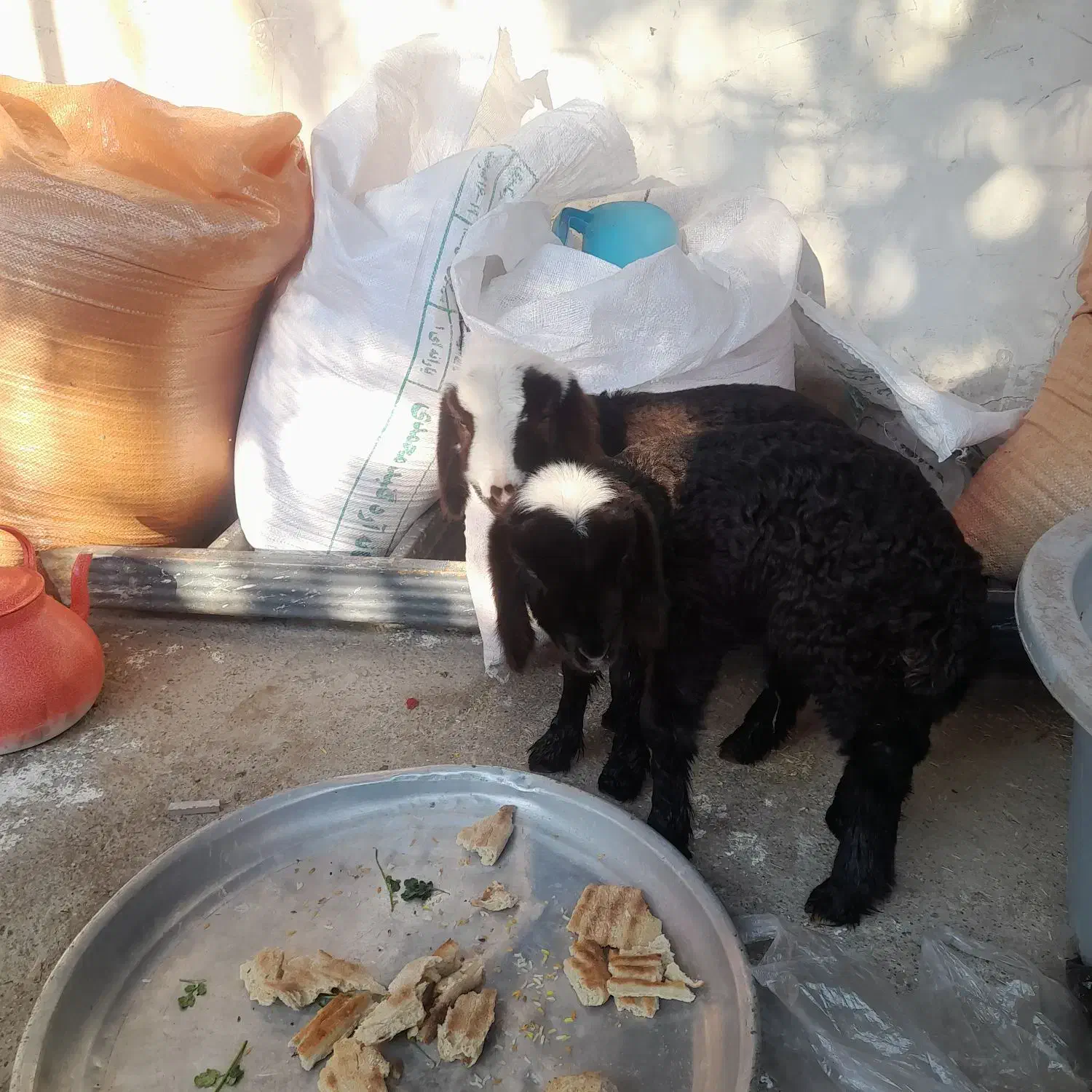 افشاری|حیوانات مزرعه|مینودشت, |دیوار