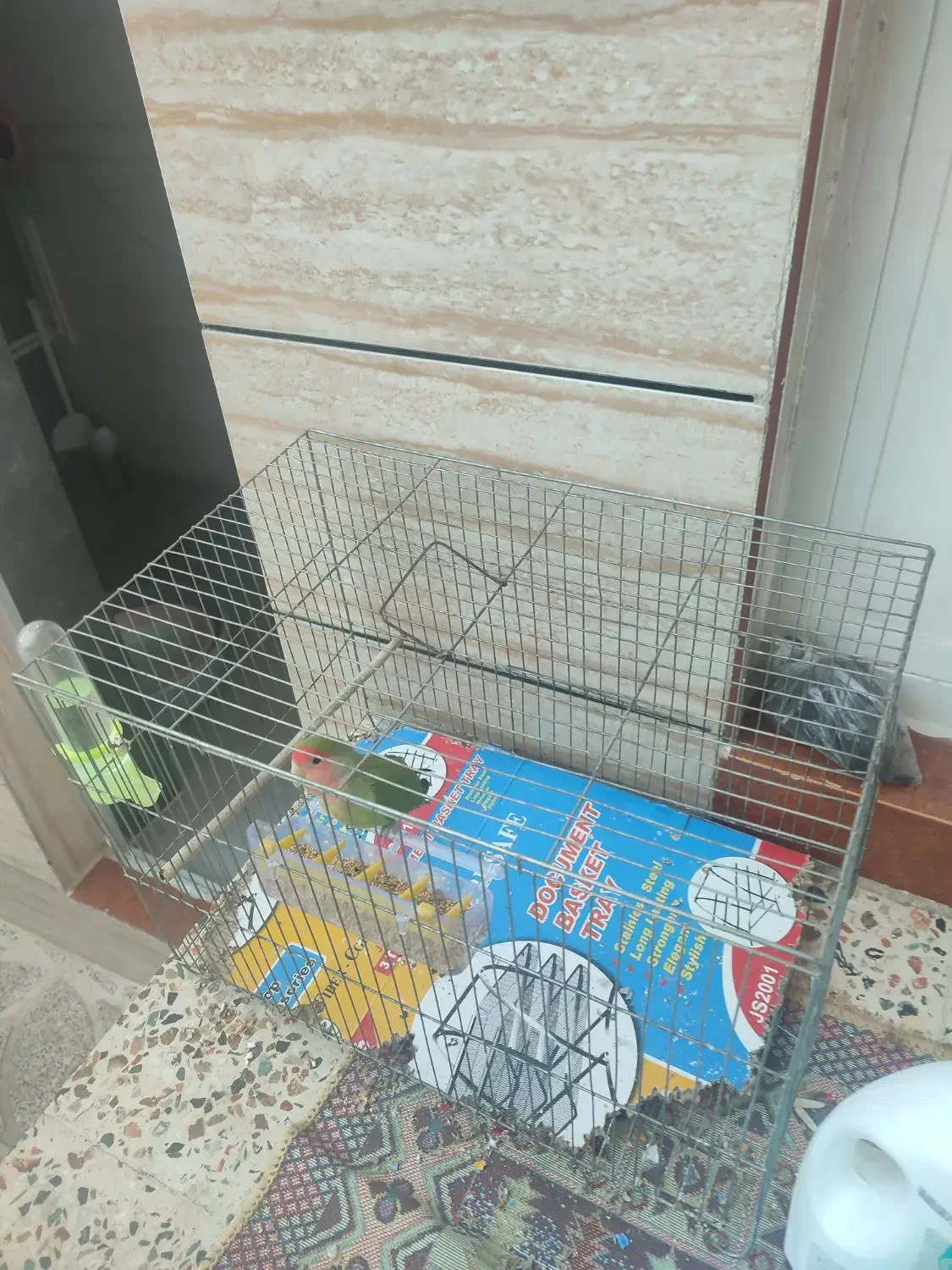 طوطی برزیلی|پرنده|کوهدشت, |دیوار