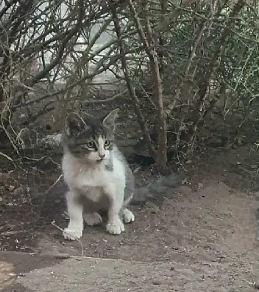 واگذاری گربه، رفسنجان|گربه|رفسنجان, |دیوار