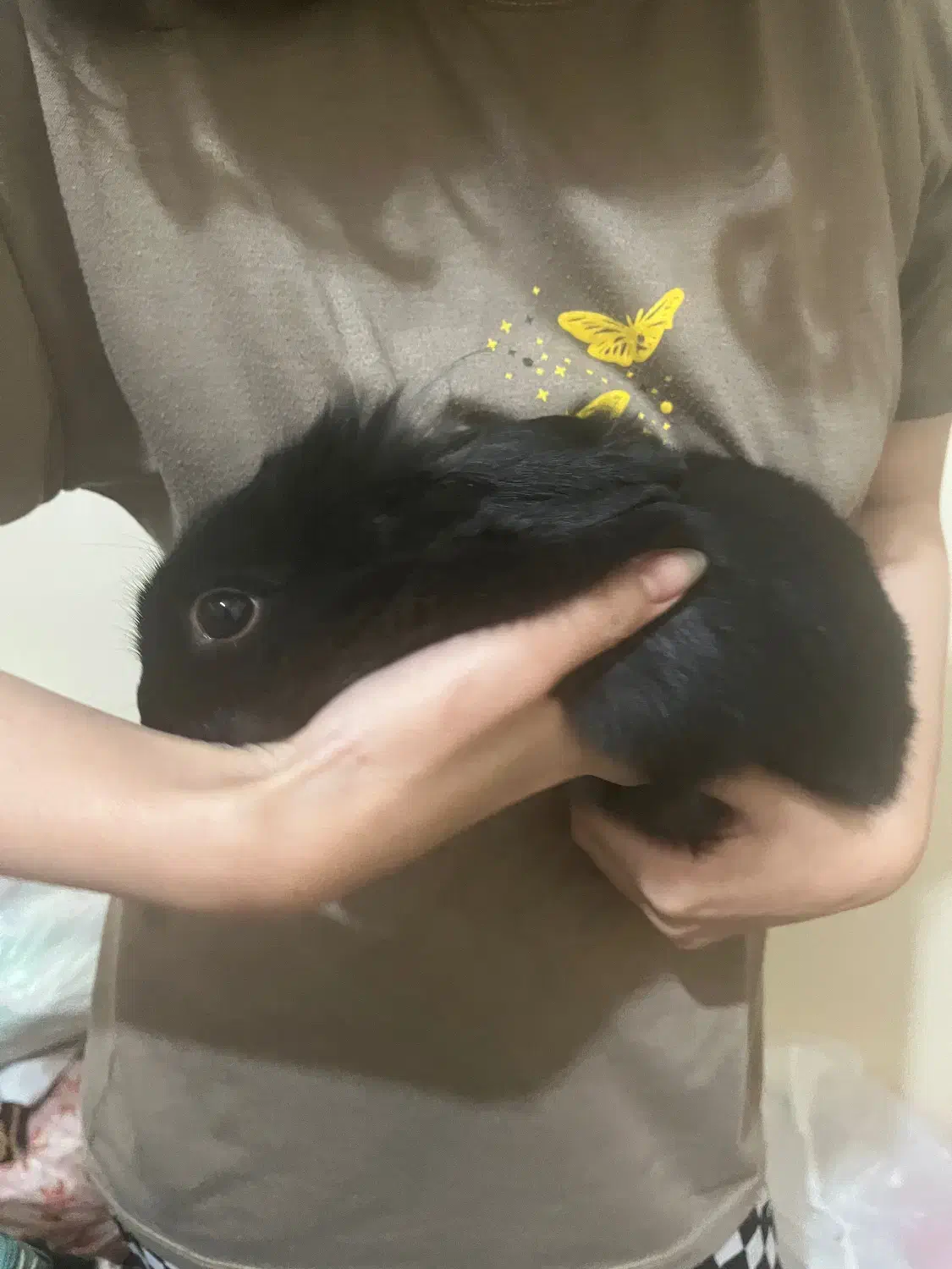 واگذاری خرگوش|موش و خرگوش|شیراز, غدیر شمالی|دیوار