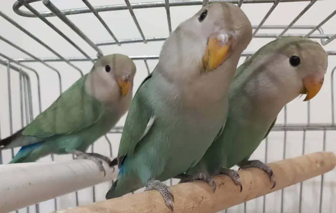 طوطی برزیلی|پرنده|تهران, صادقیه|دیوار