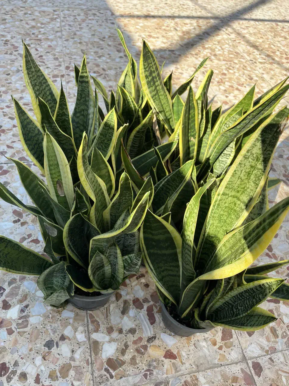 فروش گلهای آپارتمانی|گل و گیاه طبیعی|خشکبیجار, |دیوار