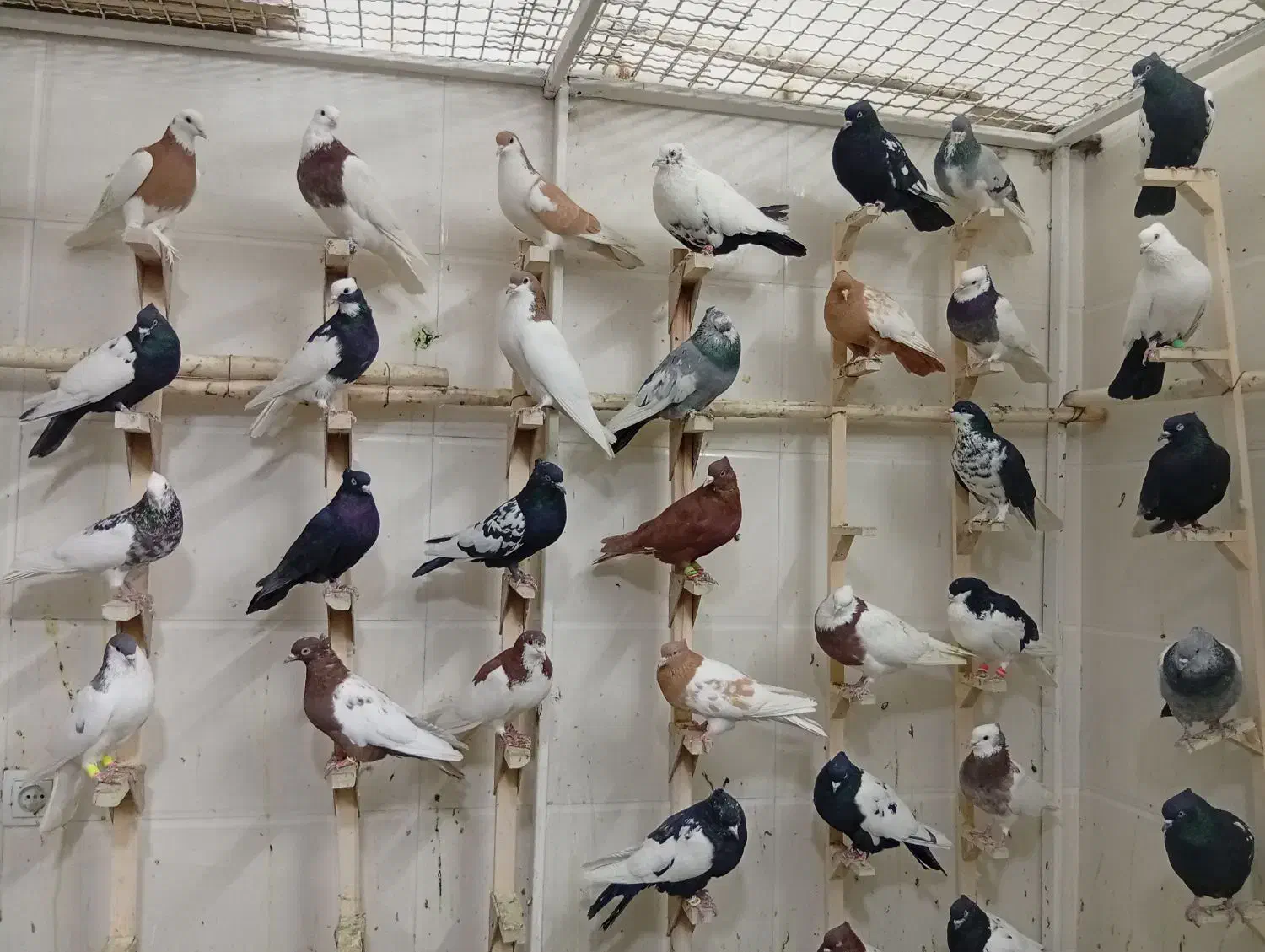 کبوتر یا کفتر بهبهانی و شهری جدید|پرنده|شیراز, کوشک میدان|دیوار