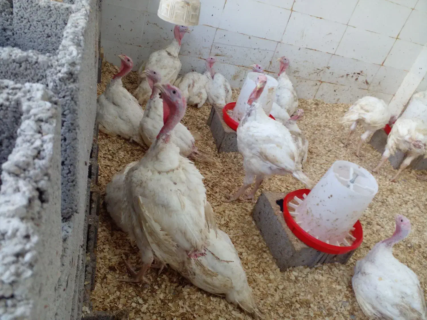 فروش بوقلمون زنده|حیوانات مزرعه|رشت, شهرک صنعتی|دیوار