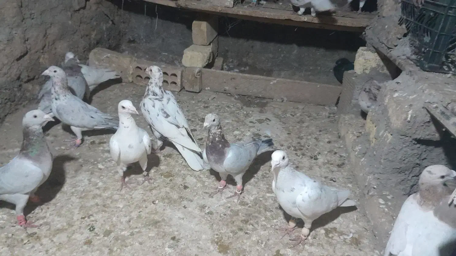 حدود۴۰عددکبوترهفترنگوسیاهپوش|پرنده|شال, |دیوار