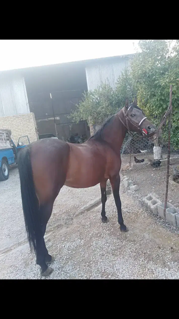 اسب|اسب و تجهیزات اسب‌سواری|کازرون, |دیوار