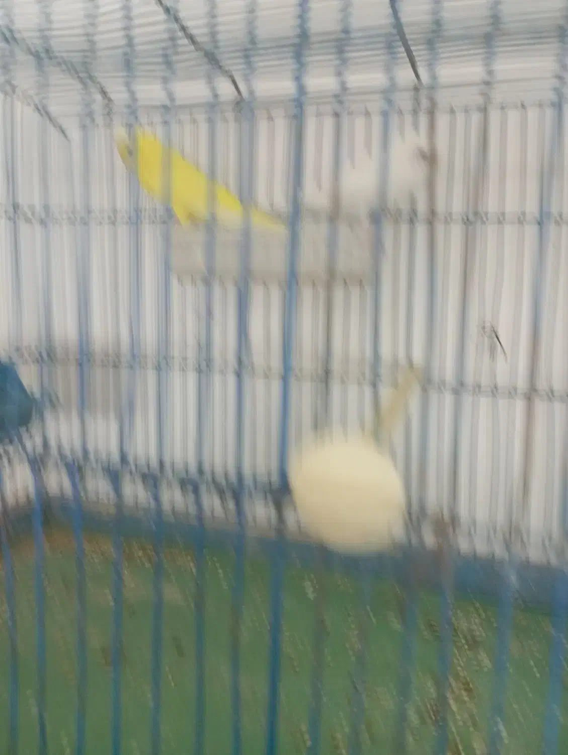 مرغ عشق|پرنده|محمدشهر, محمدشهر|دیوار