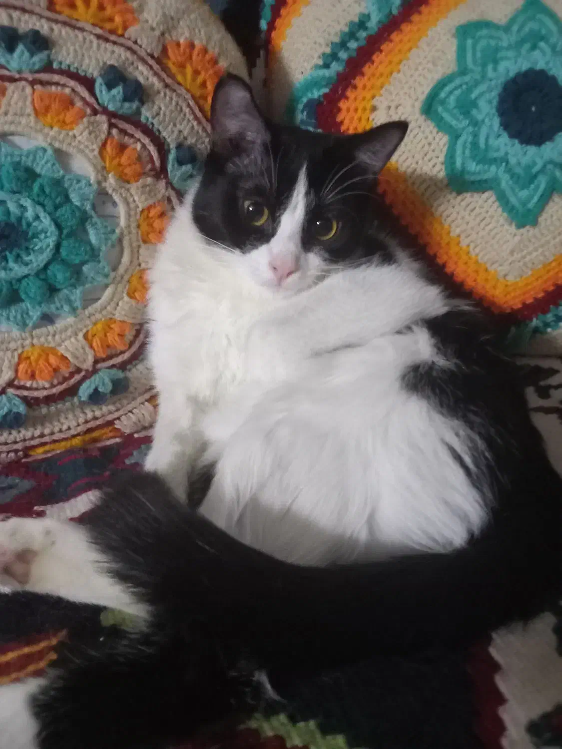 گربهDsh|گربه|تهران, امامت|دیوار