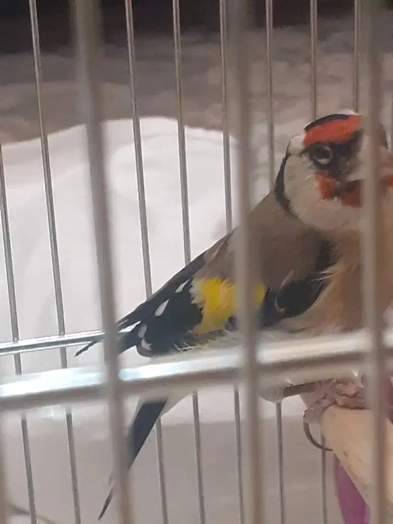 سهره نر|پرنده|شهریار, شهرک وائین|دیوار