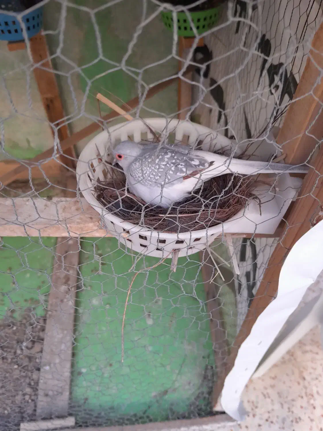 کبوتر تزیینی نروماده|پرنده|بهبهان, |دیوار