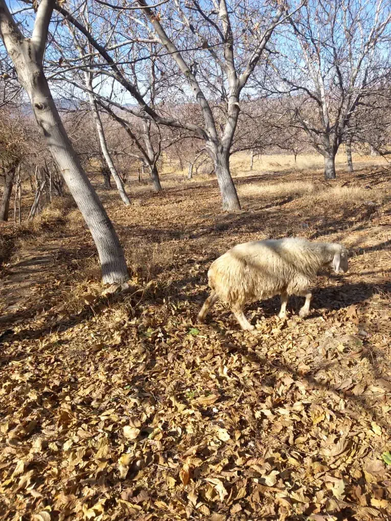 کاوُر نژاد دار تک زه فروش فوری|حیوانات مزرعه|بافت, |دیوار