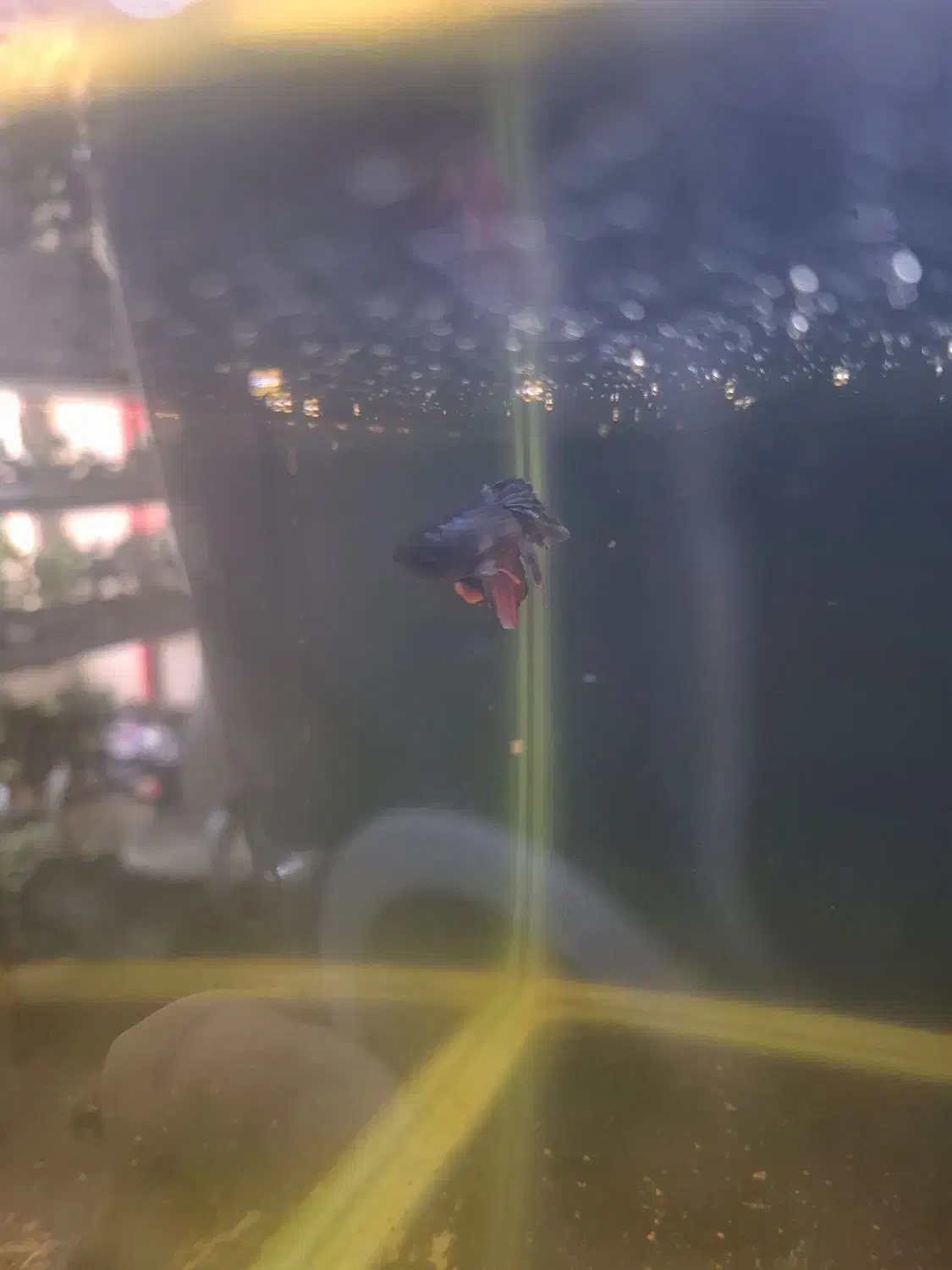 ماهی فایتر|ماهی|ارومیه, |دیوار