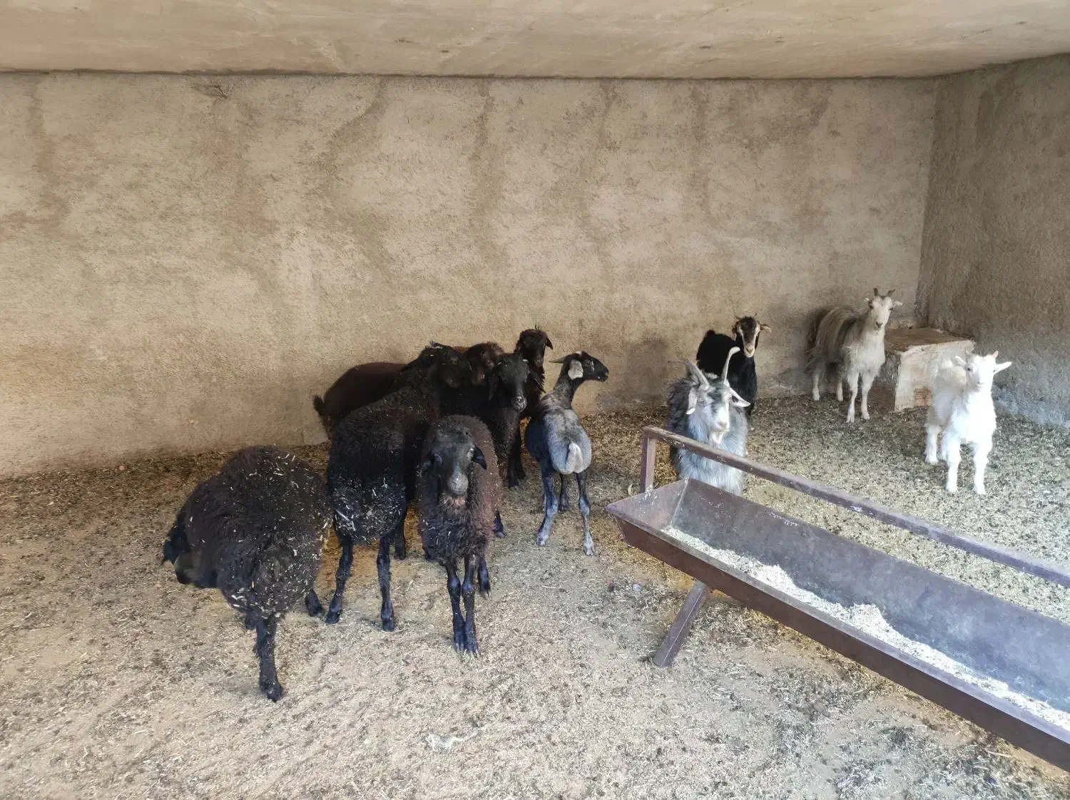 بره و برغاله|حیوانات مزرعه|پاکدشت, حصار امیر|دیوار