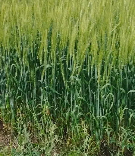 بذر ماشک علوفه ای دارم|گل و گیاه طبیعی|کامیاران, |دیوار