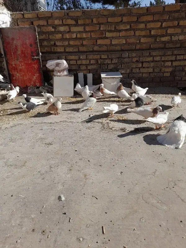 کبوتر|پرنده|نیشابور, بلوار گلها|دیوار