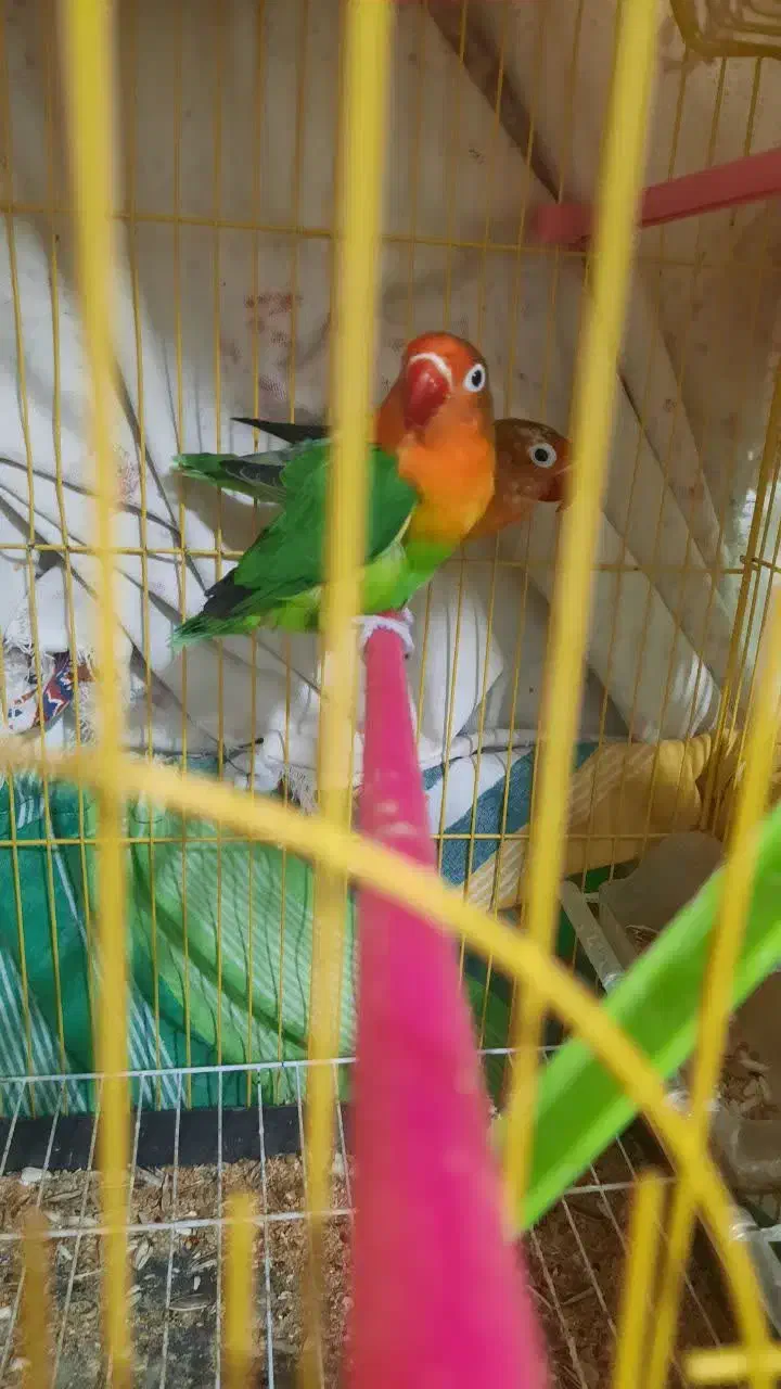 جفت طوطی کوتوله برزیلی با قفس|پرنده|بندرعباس, |دیوار