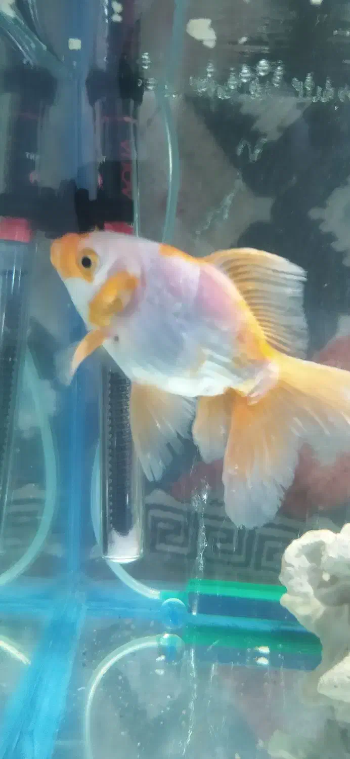 گلد فیش|ماهی|خسروشاه, |دیوار