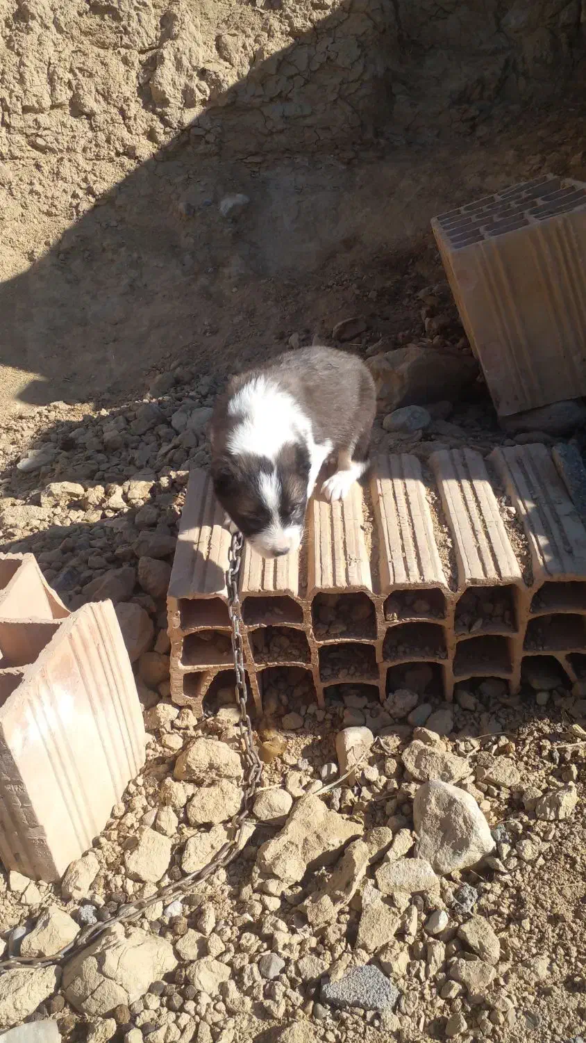 توله سگ|سگ|شیروان (خراسان), |دیوار