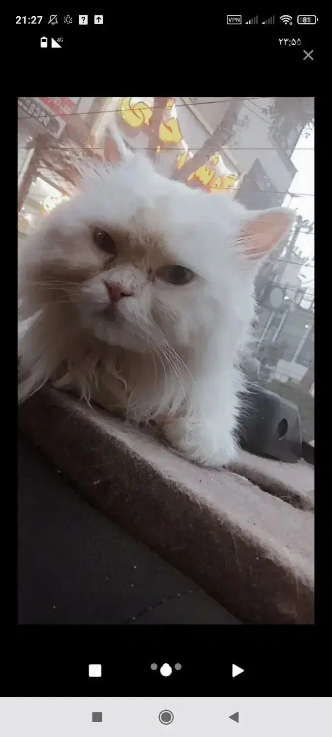 گربه گمشده|حیوانات|گرگان, |دیوار