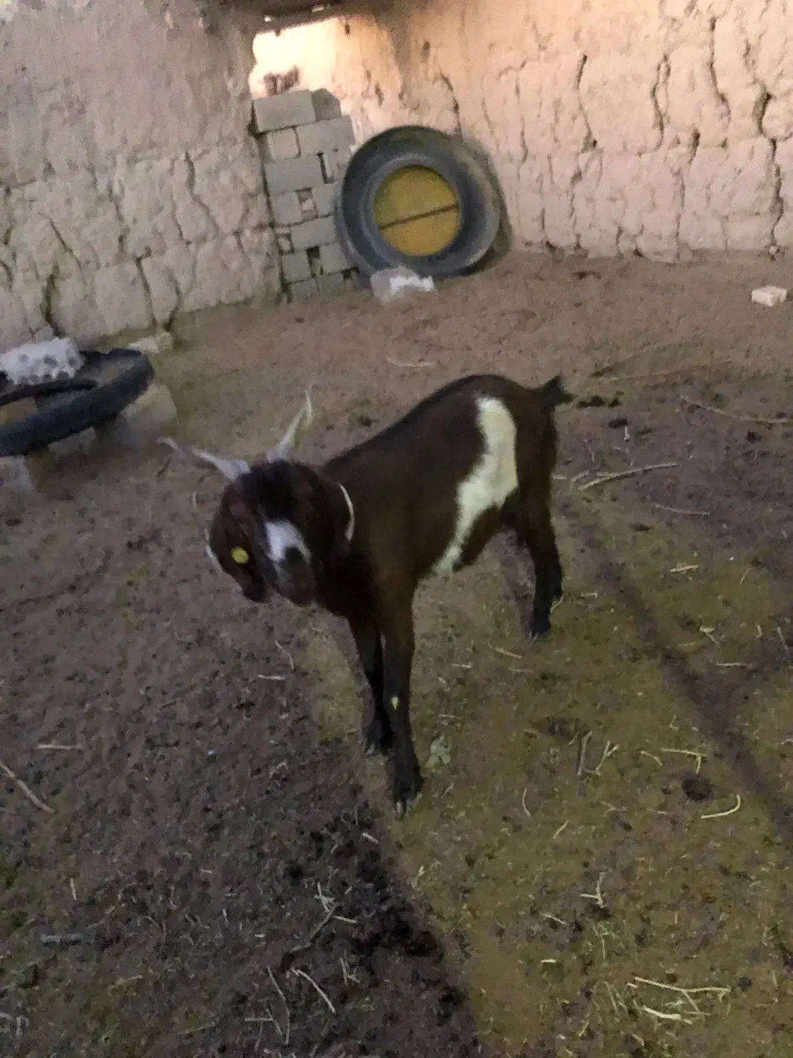 دو عدد بز جوان سر حال|حیوانات مزرعه|شاهرود, |دیوار