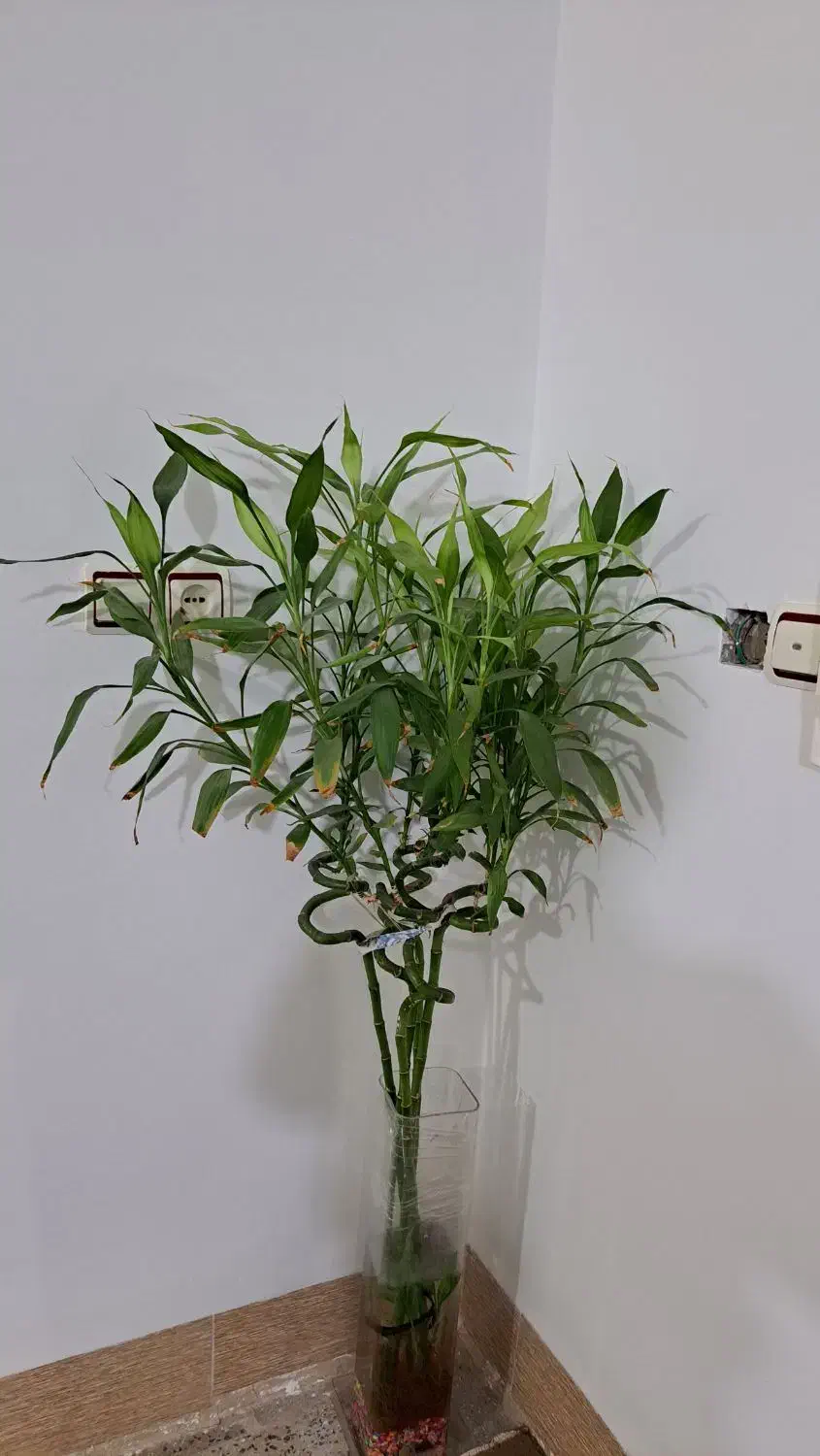 گل بامبو|گل و گیاه طبیعی|کوهدشت, |دیوار