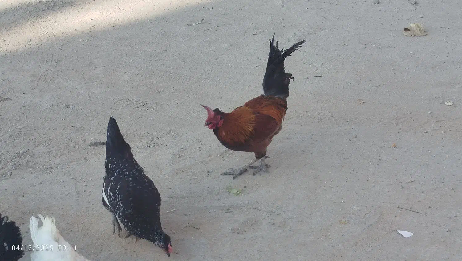 خروس محلی اصل|حیوانات مزرعه|شیراز, پودنک|دیوار