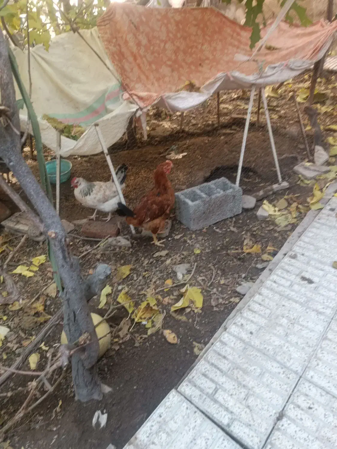 مرغ محلی|حیوانات مزرعه|اسکو, |دیوار