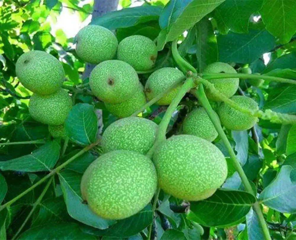 نهال گردو خوشه ای|گل و گیاه طبیعی|ابهر, |دیوار