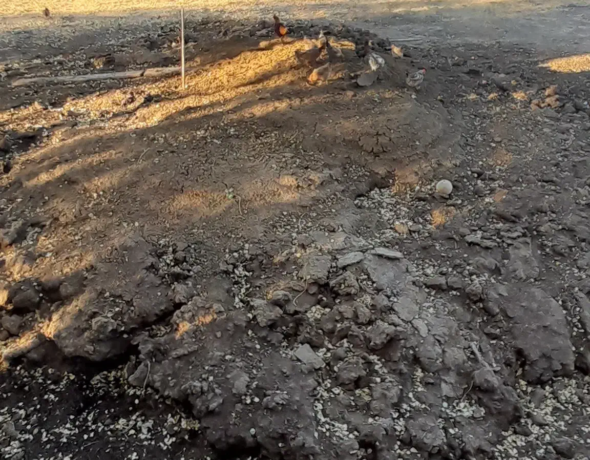 کود گاوی|عمدهفروشی|خلخال, |دیوار