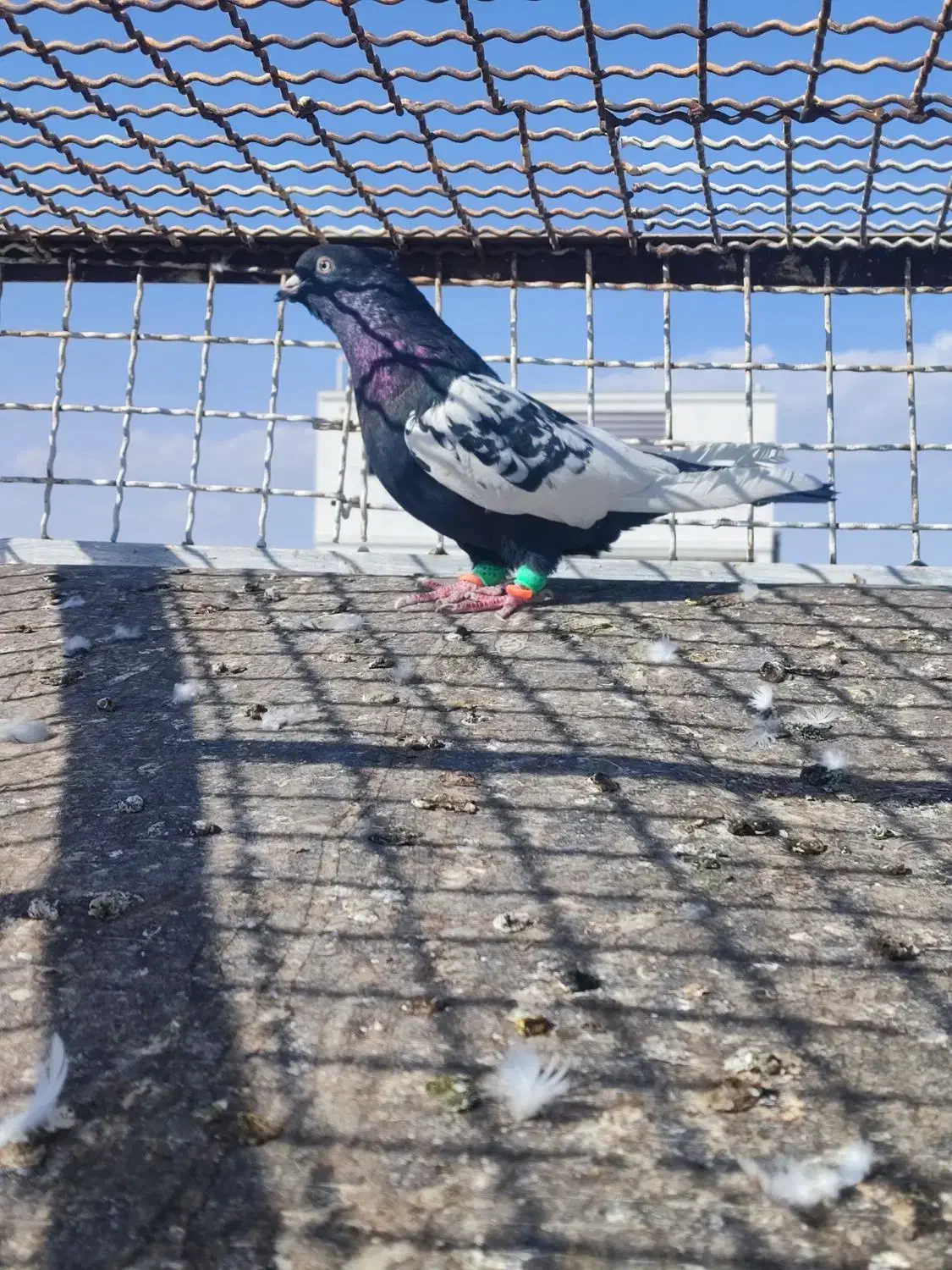 چند عدد کبوتر|پرنده|تربت‌حیدریه, میدان مرکزی|دیوار