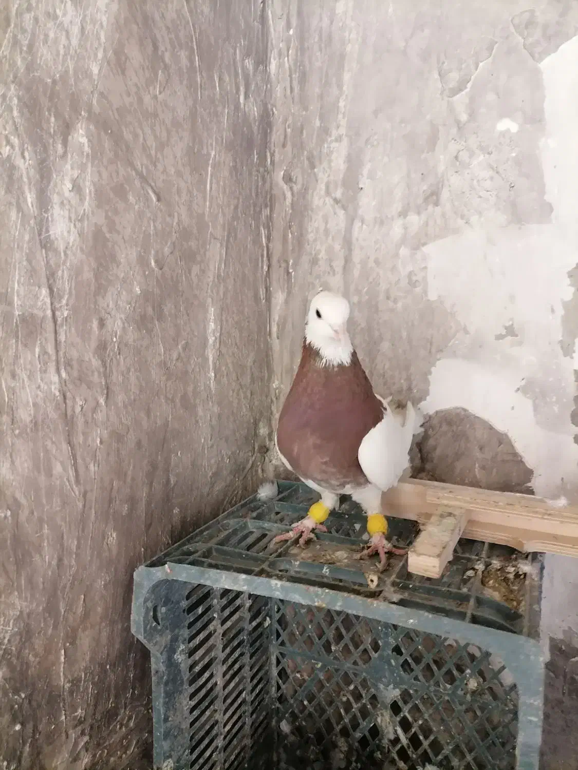 طوقی|پرنده|اسفراین, |دیوار