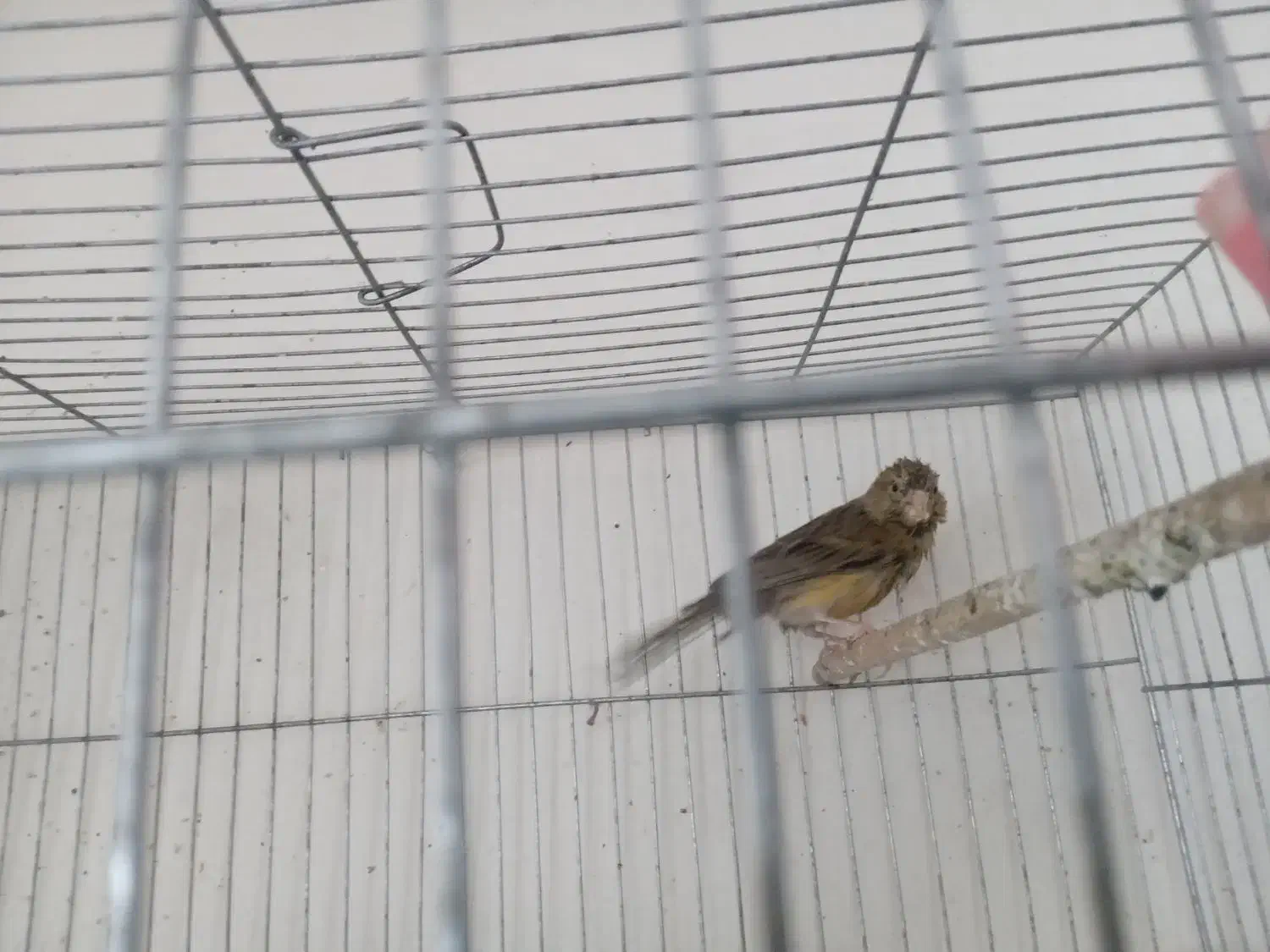 طوطی گرینچیک اناناسی|پرنده|بم, |دیوار