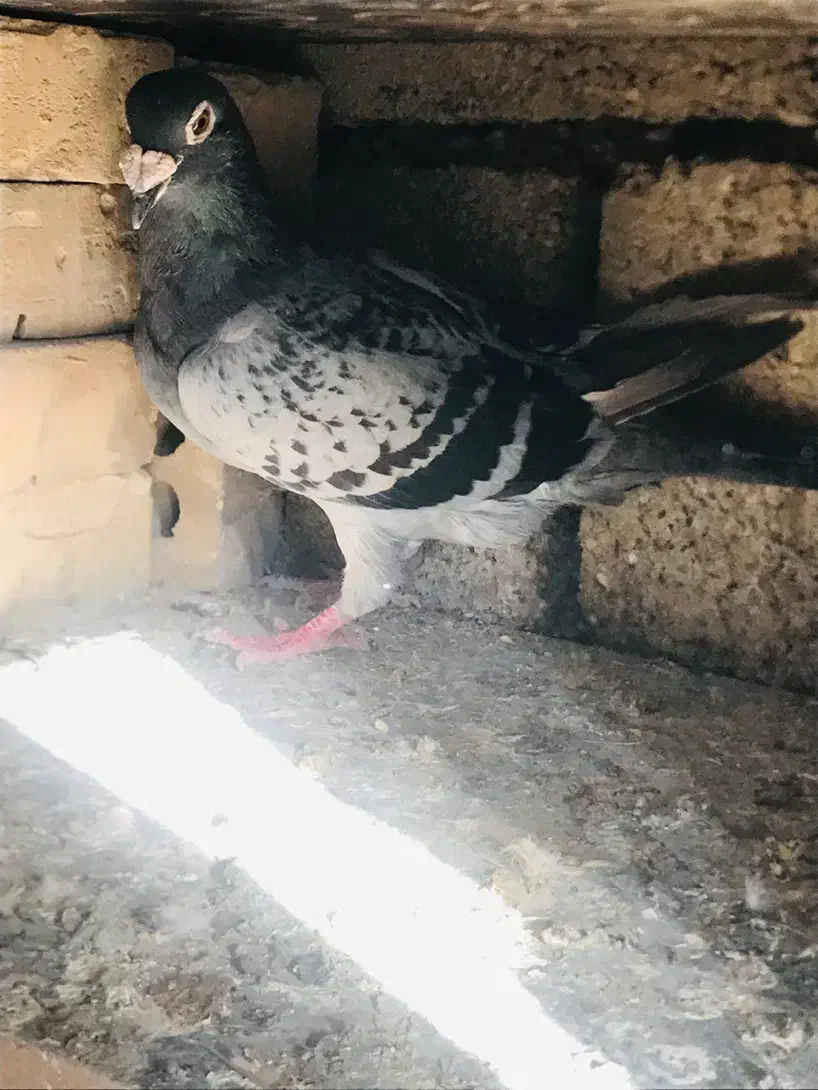 کبوتر پلاکی|پرنده|اهواز, کیانشهر|دیوار