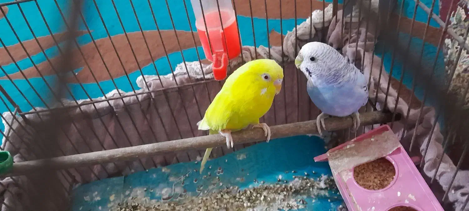 ۴ عدد مرغ عشق برای فروش خونگی هستند|پرنده|اهواز, شهرک توسعه نیشکر|دیوار