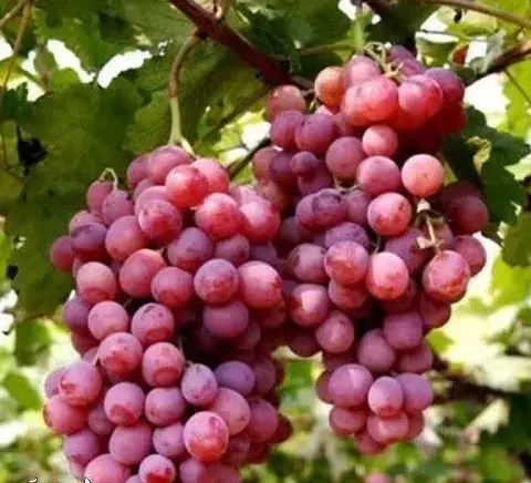 پیش فروش نهال انگور صاحبی لیبل دار|خدمات باغبانی و درختکاری|آرمرده, |دیوار