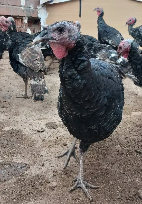 بوقلمون|حیوانات مزرعه|تهران, مشیریه|دیوار