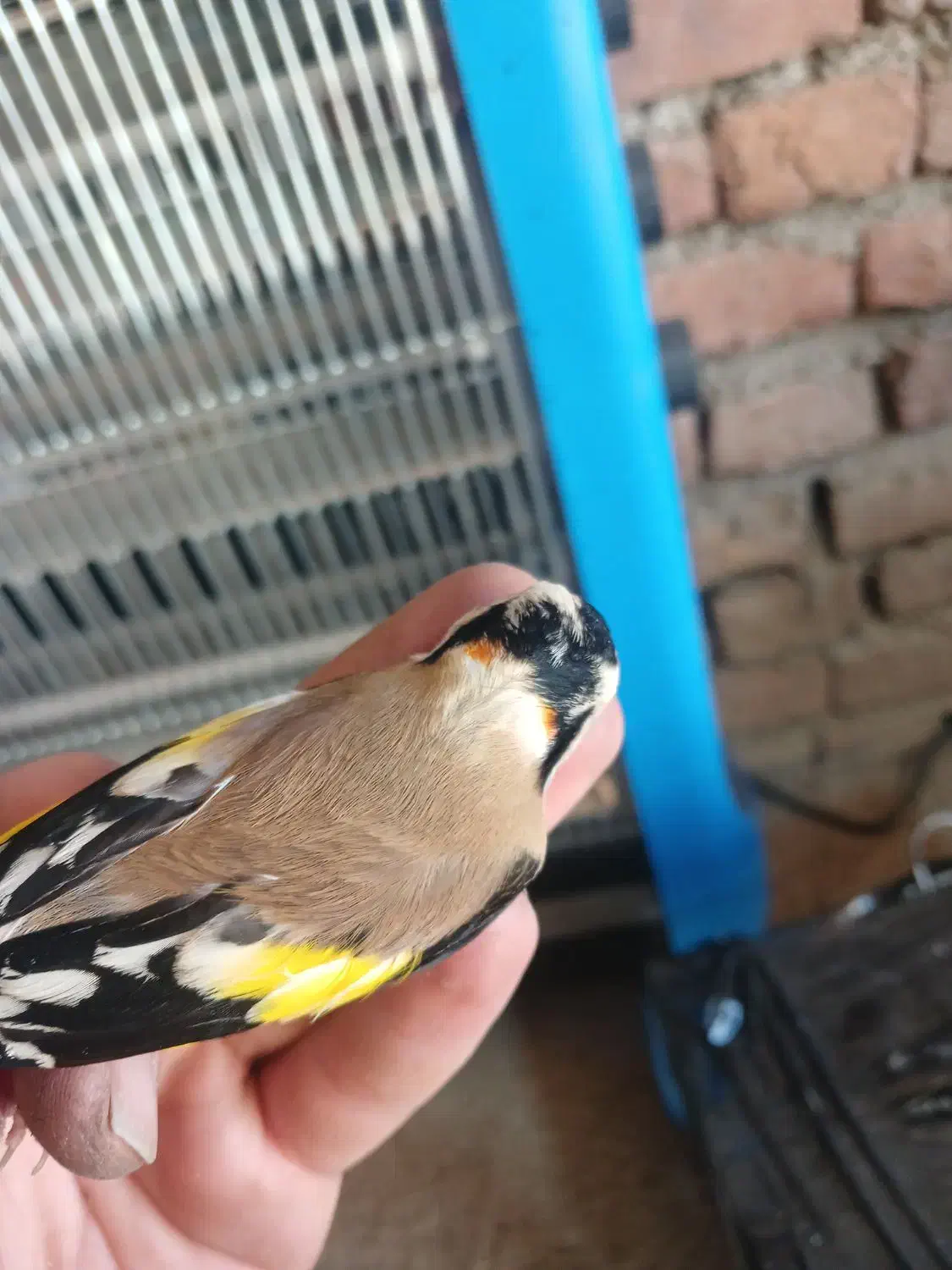 سهره حلب|پرنده|بانه, |دیوار