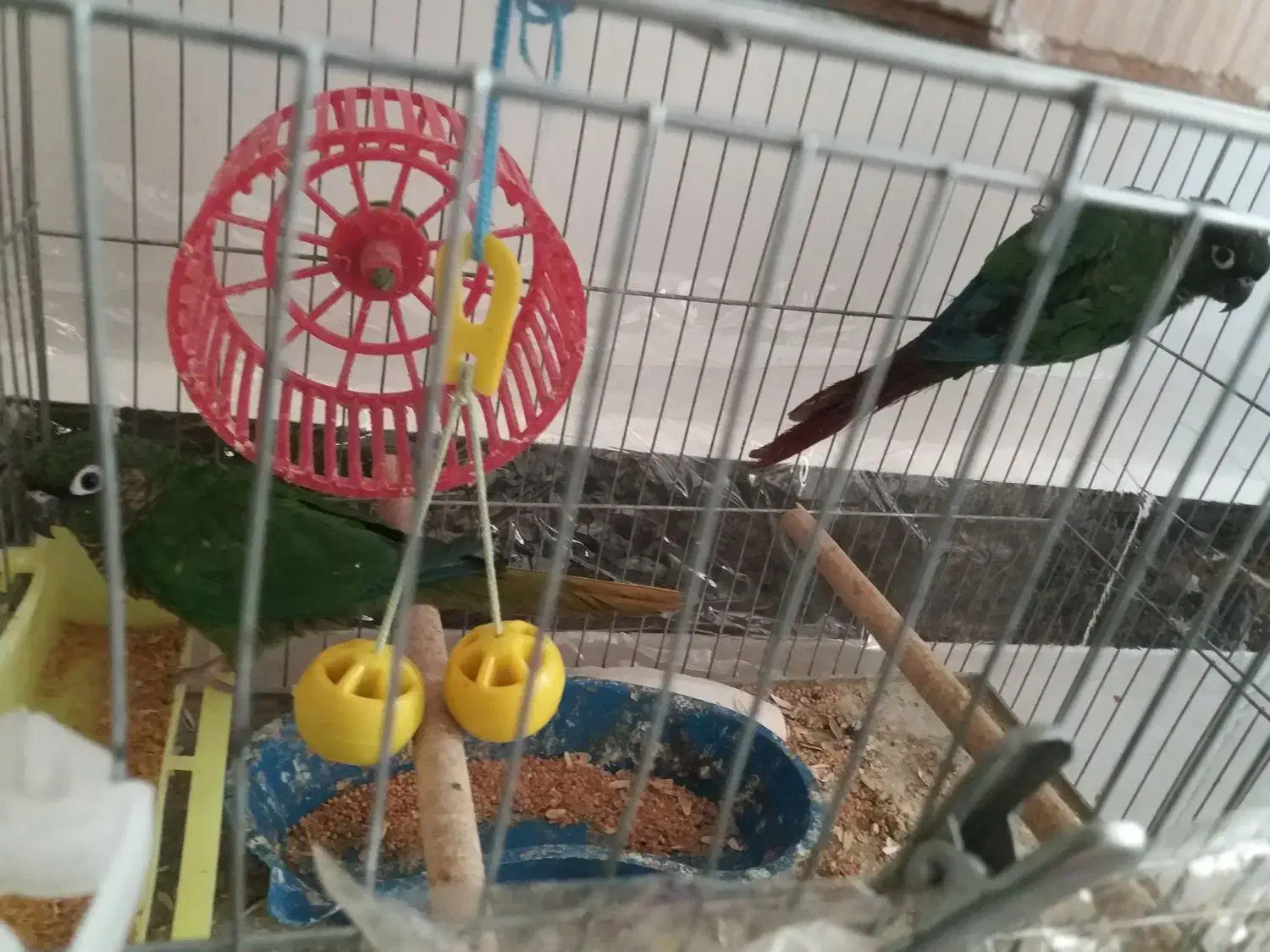 یک جفت گری۸نچیک مولد آماده تخم گذاری|پرنده|شاهین دژ, |دیوار