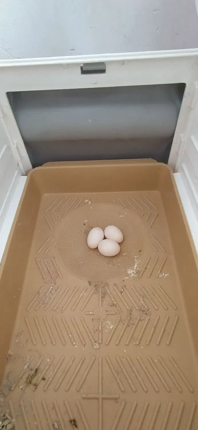 عروس هلندی|پرنده|مریوان, |دیوار