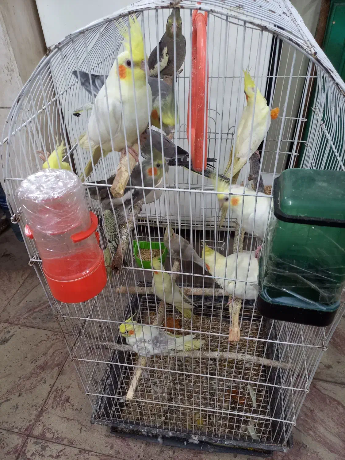 فروش عروس هلندی|پرنده|املش, |دیوار