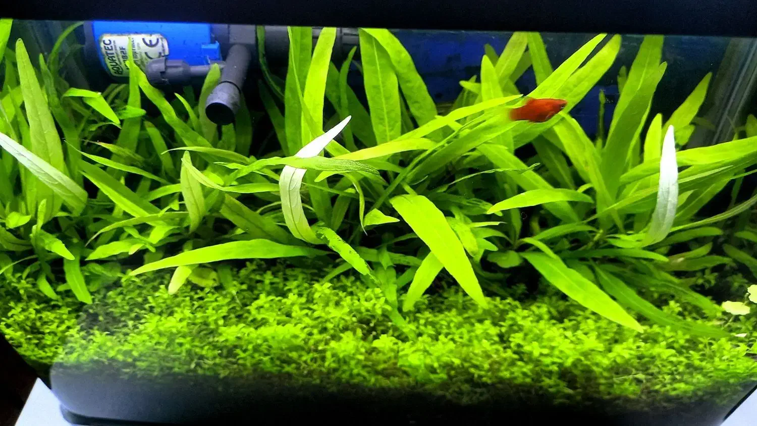 گیاه طبیعی بدونco2 کم توقع قابل کاشت در شن عادی|ماهی|ملایر, |دیوار