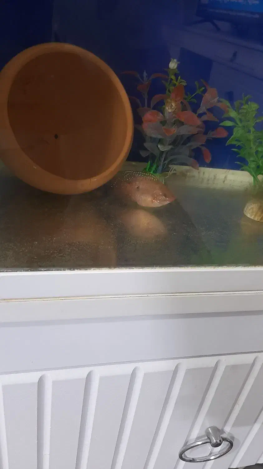 ماهی|ماهی|مشهد, تلگرد|دیوار