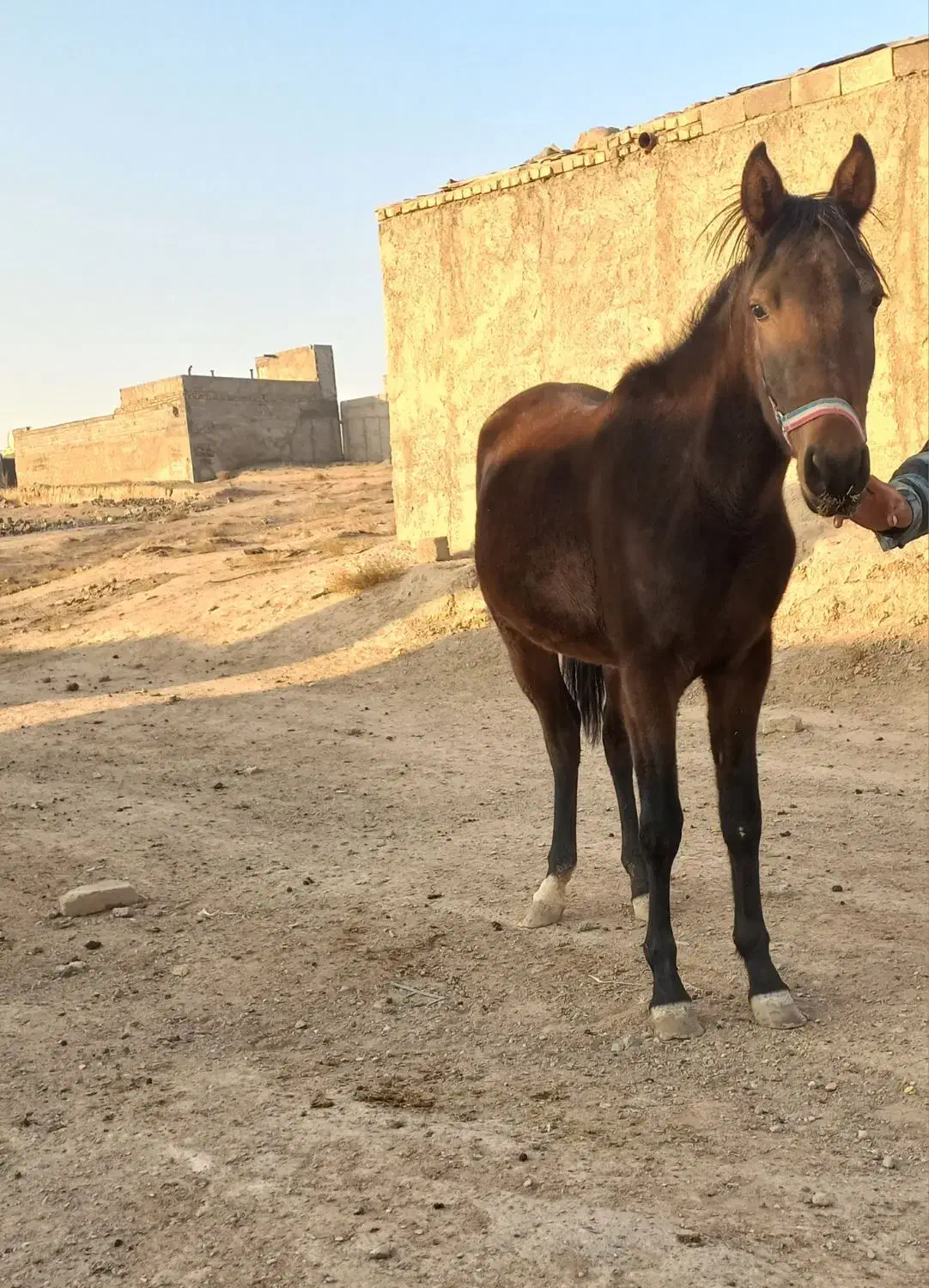 اسب|اسب و تجهیزات اسب‌سواری|چهارباغ, |دیوار