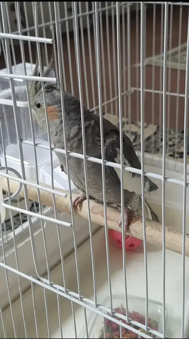 پذیرفتن پرنده واگذاری|پرنده|شهریار, کهنز|دیوار